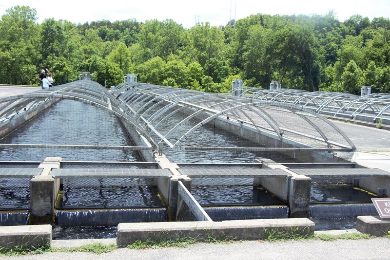Shepherd of the Hills Fish Hatchery