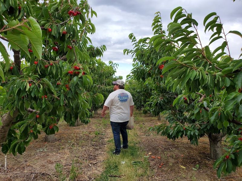 Ray French Orchard, Richland