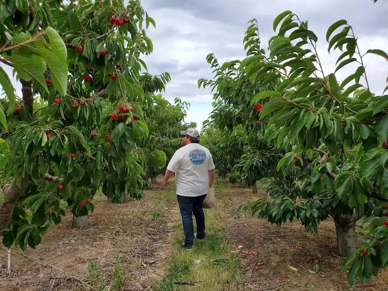 Ray French Orchard, Richland