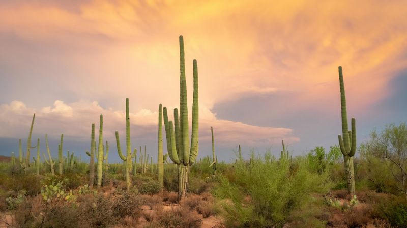 Saguaro National Park