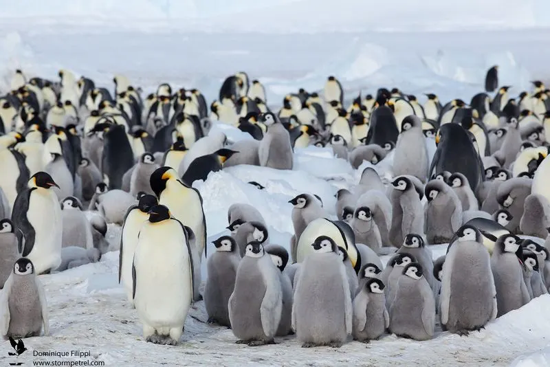 Penguin colonies