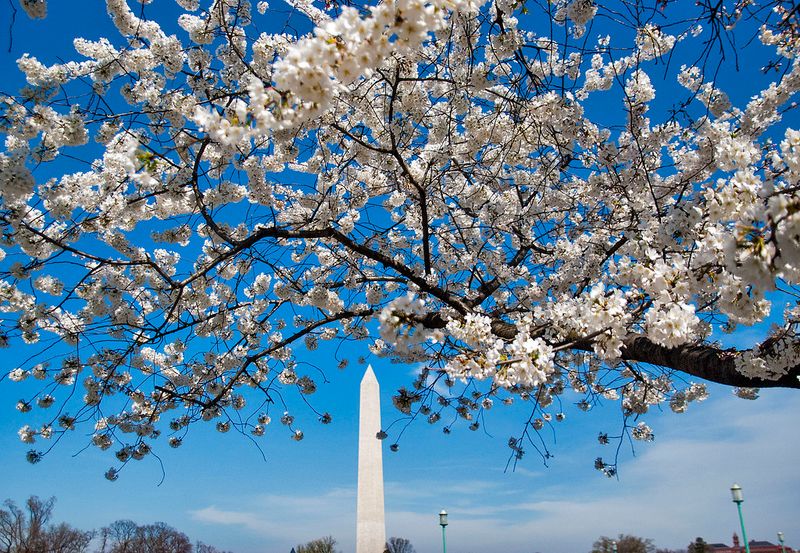 National Cherry Blossom Festival – Washington, D.C.