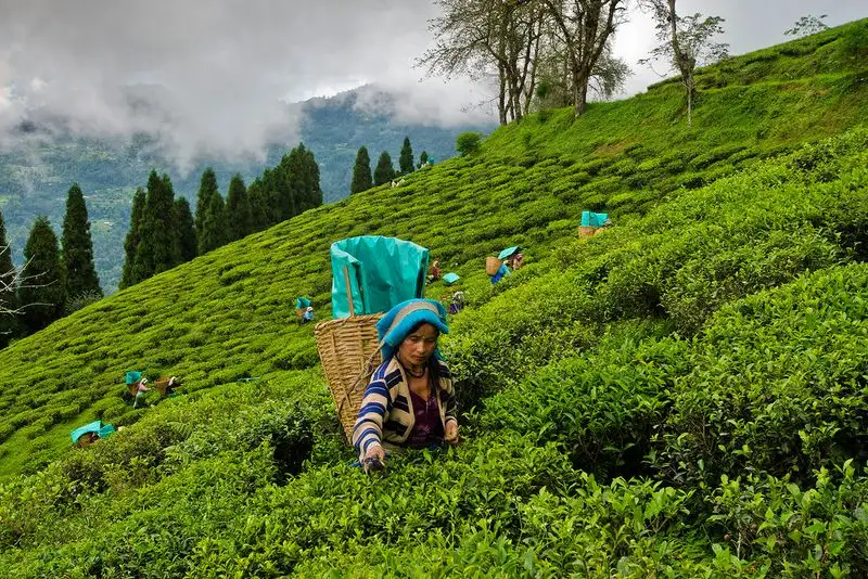 Darjeeling's Tea Gardens