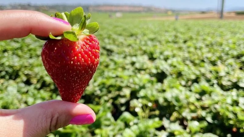 Harvest hayrides at Carlsbad Strawberry Company, California