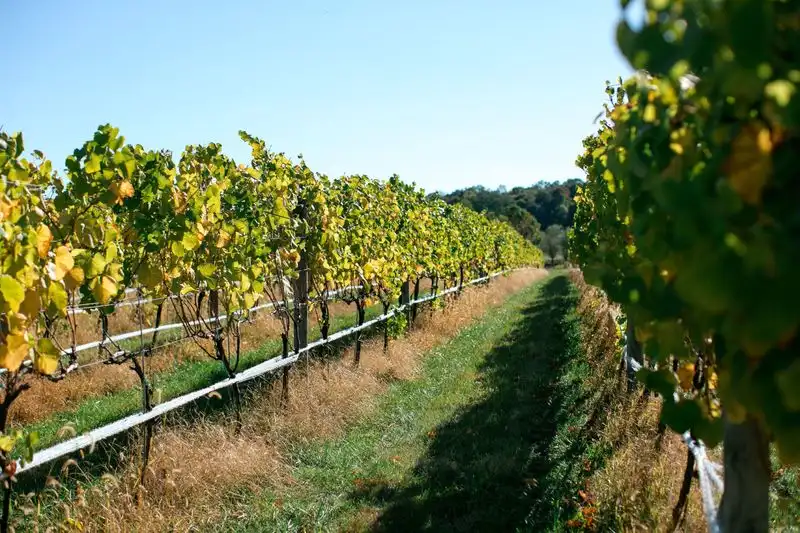 Charlottesville Wine Country