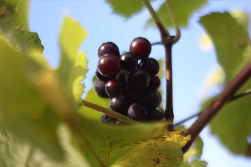 Santa Cruz Mountains, California
