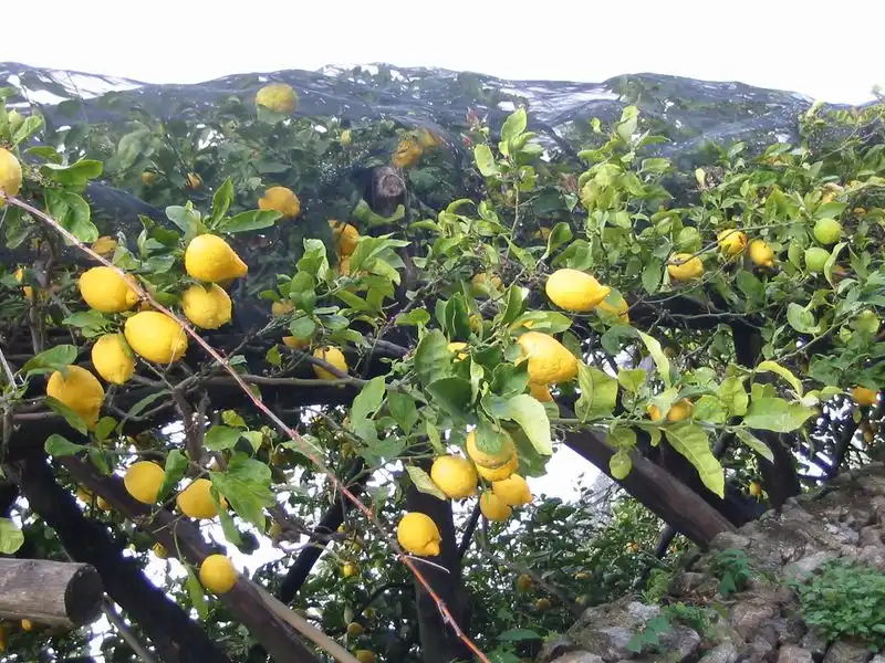 Tour lemon groves and gardens