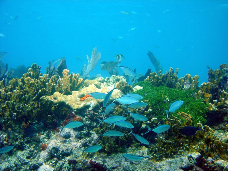 Snorkel at John Pennekamp Coral Reef State Park