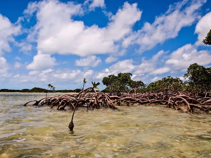 Kayak Through Mangroves in the Keys