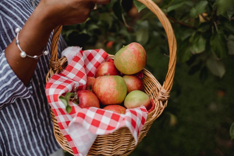 Apple Picking at Ontario Orchards