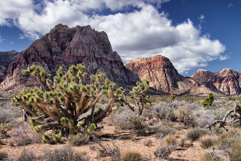 Nevada