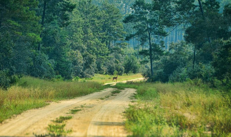 Bike the Trails in Ocala National Forest