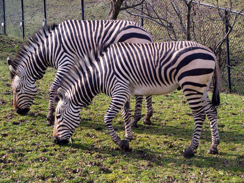 Cleveland Metroparks Zoo
