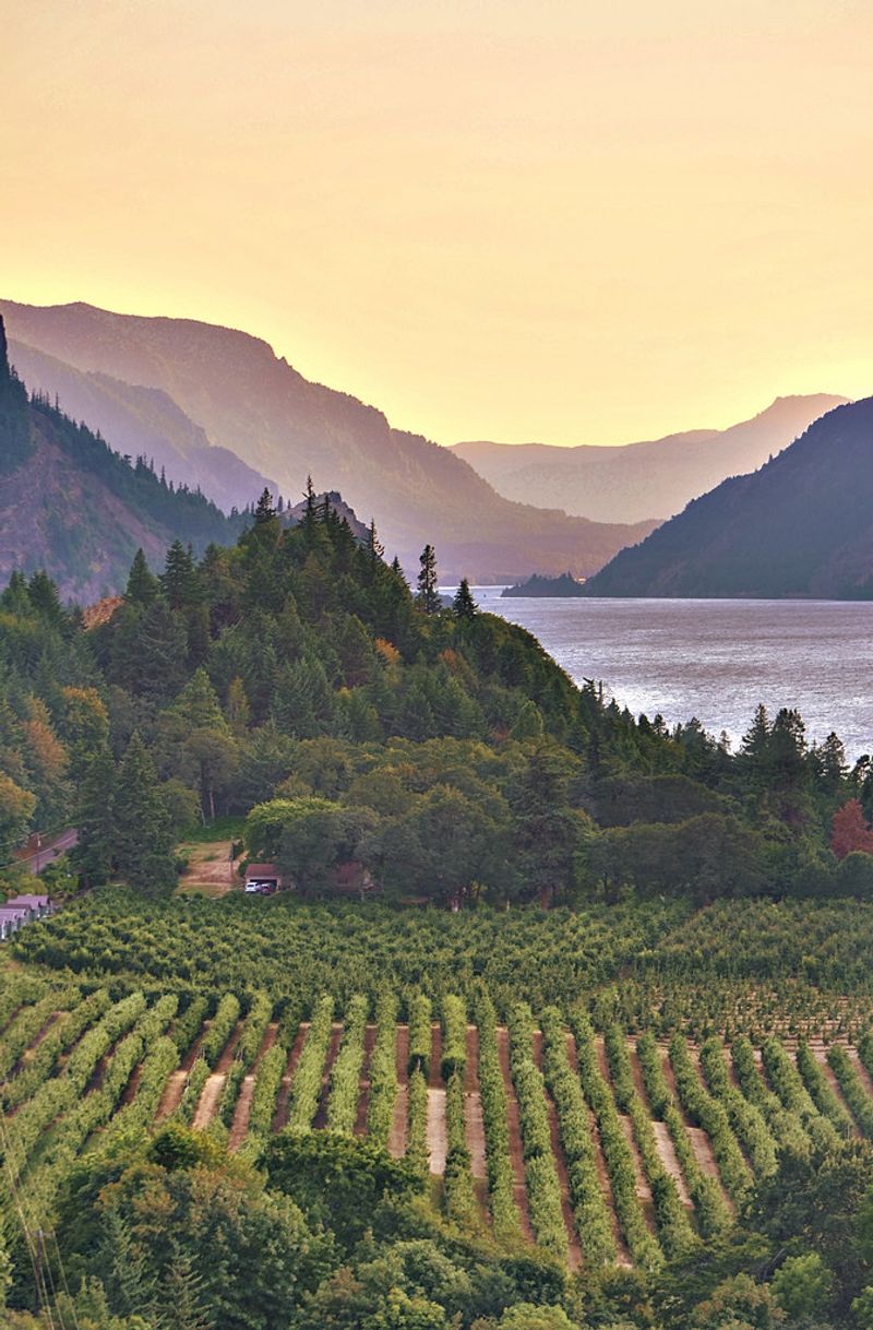 Local Wineries and Breweries