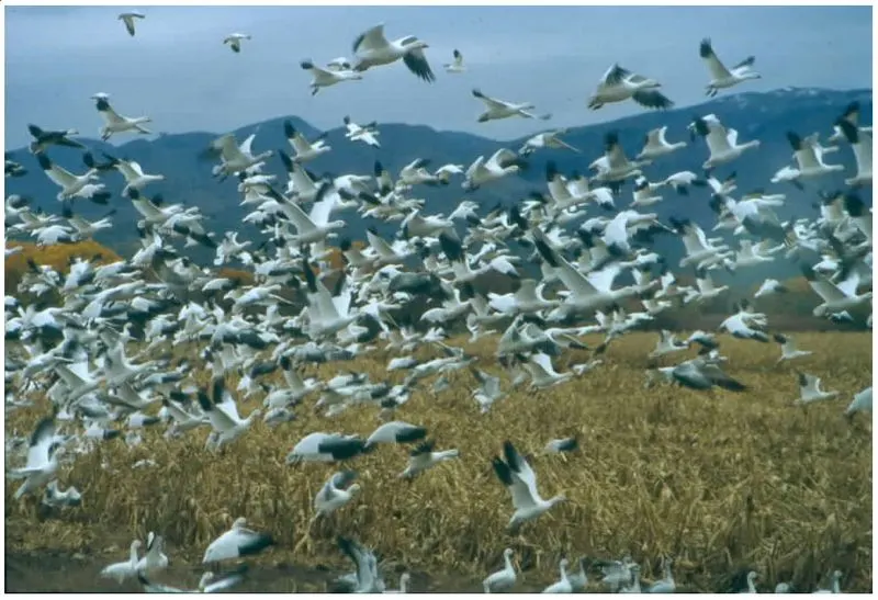 Bosque del Apache National Wildlife Refuge