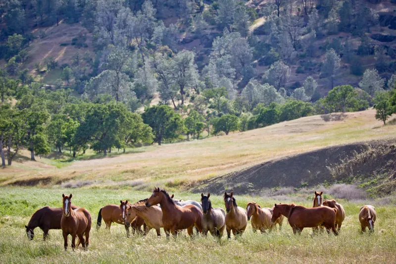 Montgomery Creek Ranch