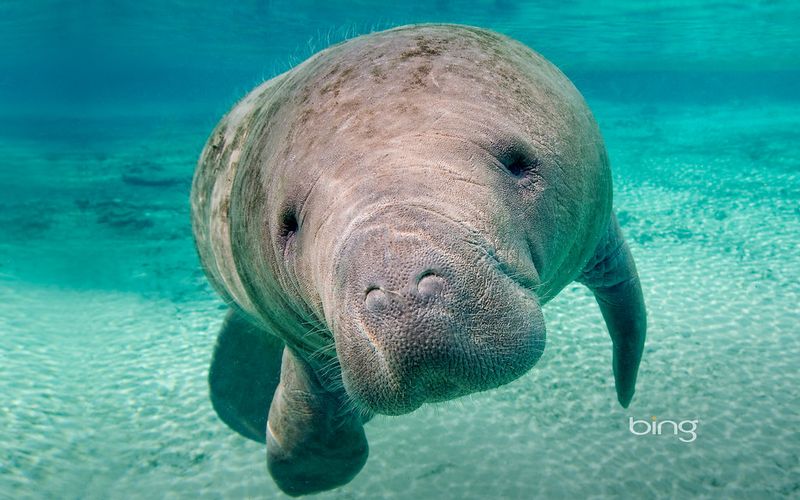 Crystal River (Manatee Tours)