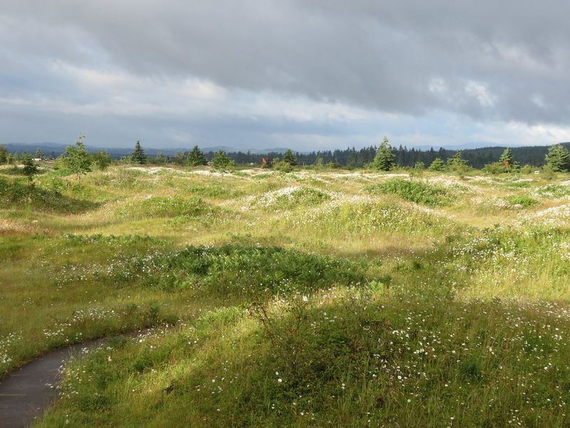 Mima Mounds Natural Area Preserve (Olympia)