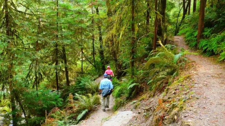 Yes, Oregon has redwoods and here’s how to see them