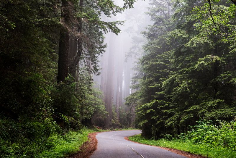 Redwood National and State Parks, California