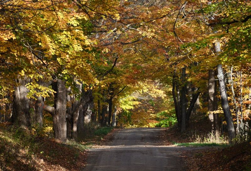 Tunnel of Trees (M-119)