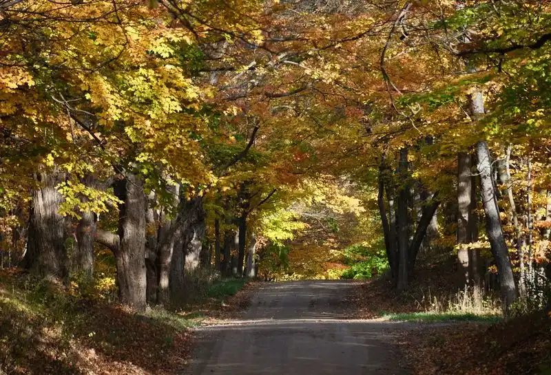 Tunnel of Trees (M-119)