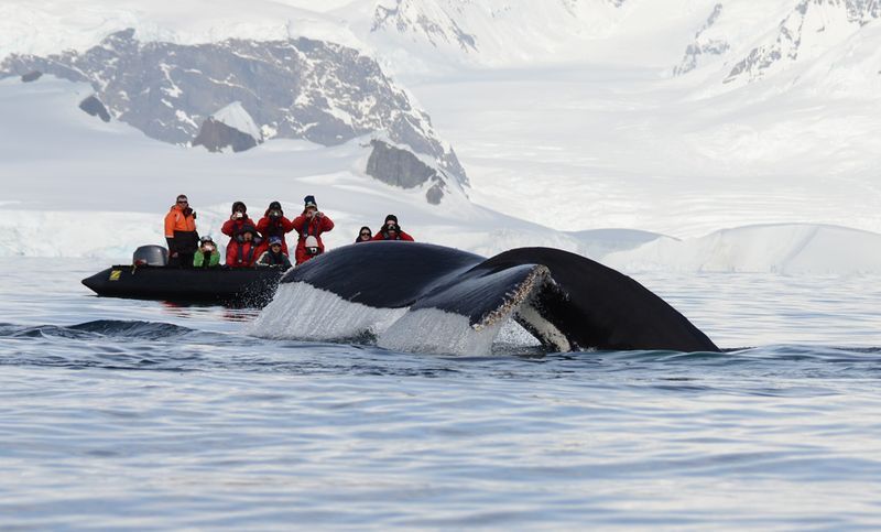 Whale watching