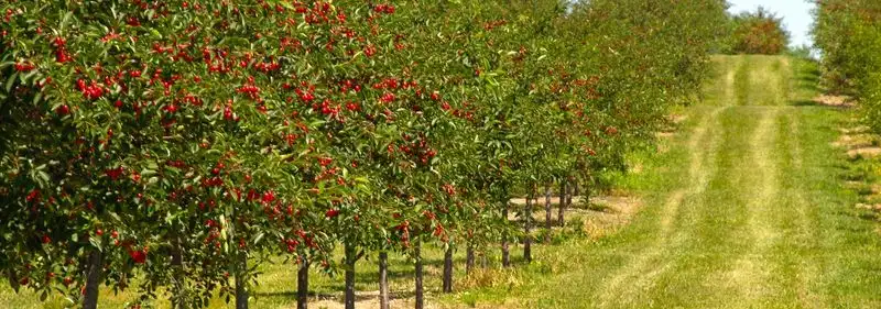 Apple Orchards in Door County, Wisconsin