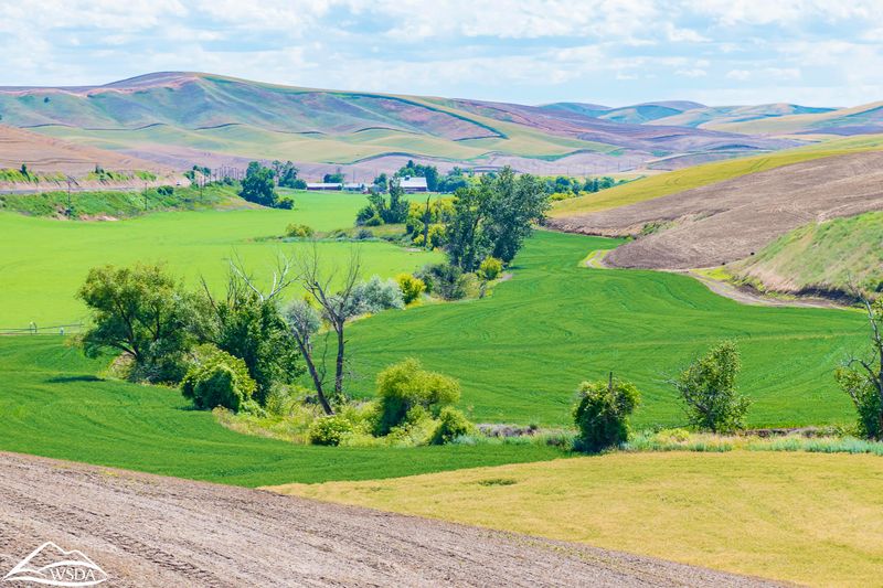Walla Walla, Washington