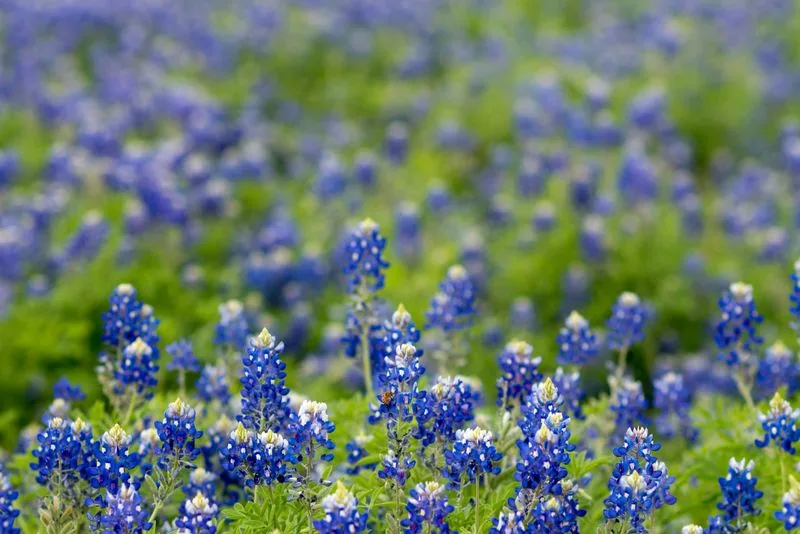 1. The Texas Bluebonnet