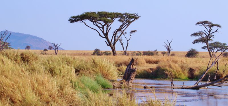 The Serengeti, Tanzania