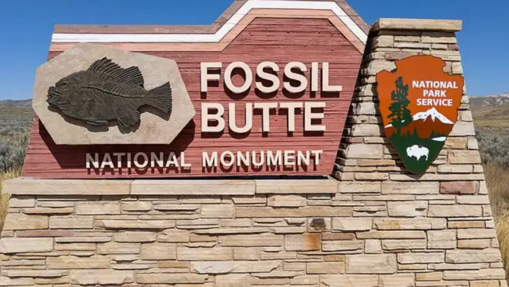 8 Fossil Fields Across America Where Prehistoric Life Left Its Mark