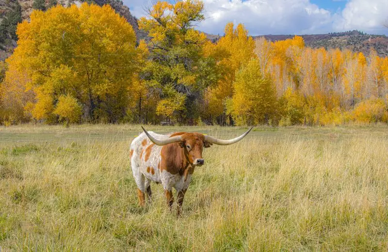 10. The Texas Longhorns: A Symbol of the West