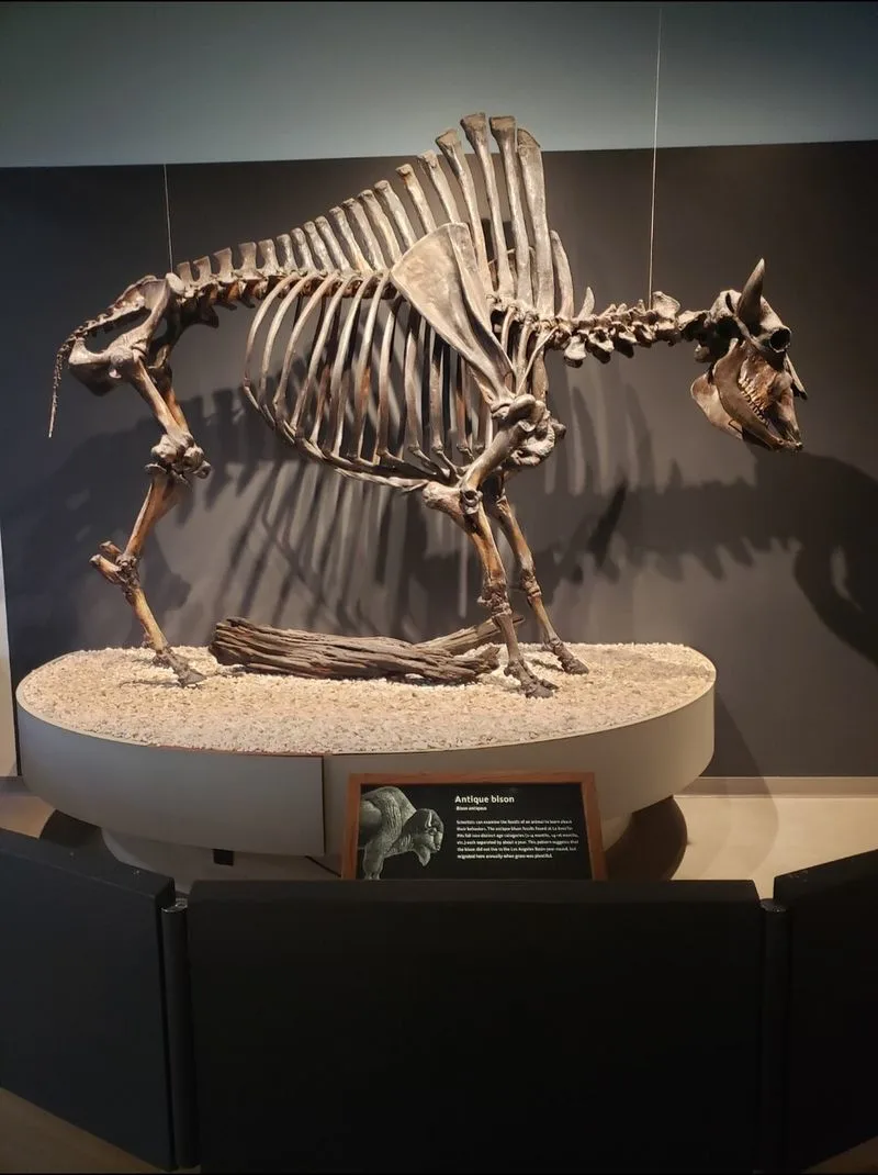 La Brea Tar Pits (California)