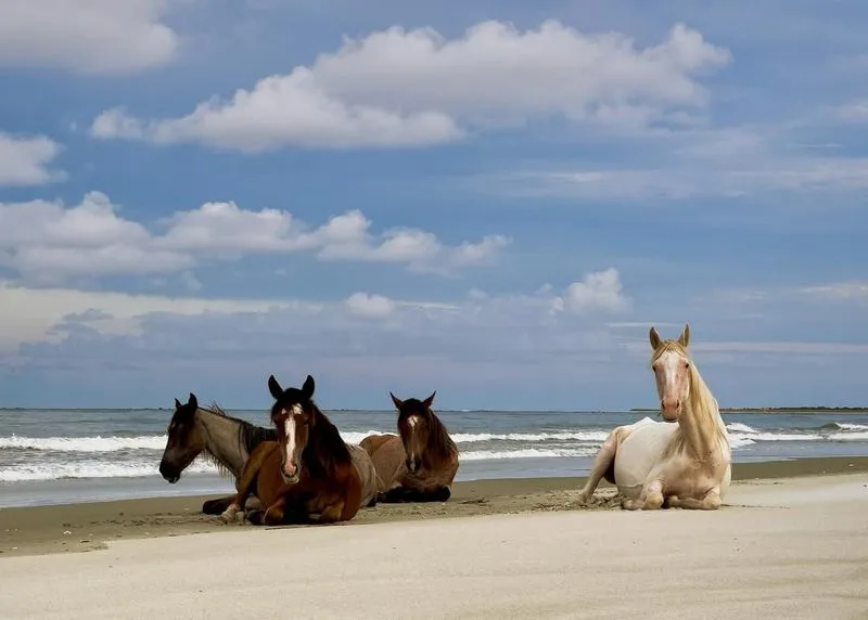 Cumberland Island, Georgia