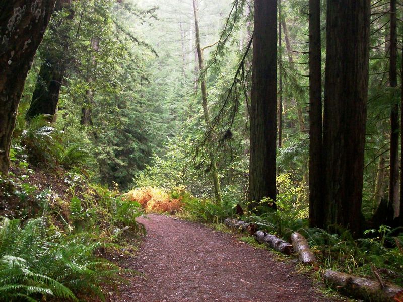Van Damme State Park