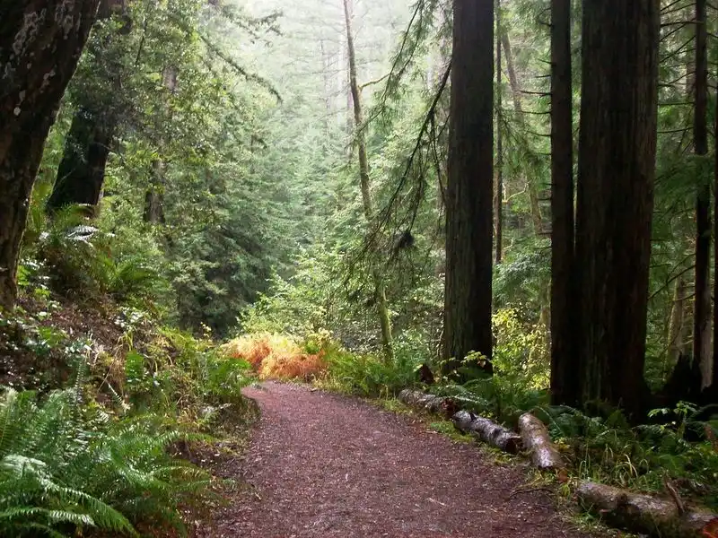 Van Damme State Park