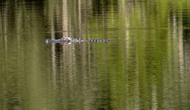 Confusing Alligators for Zoo Attractions