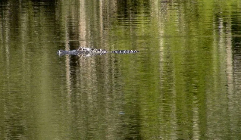 Confusing Alligators for Zoo Attractions