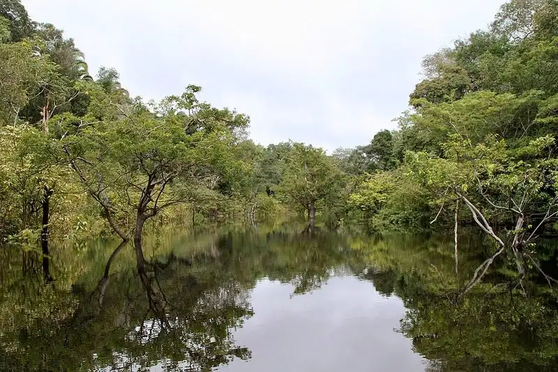 Amazon Rainforest