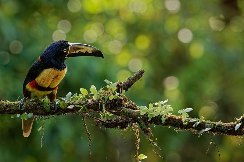 Costa Rica