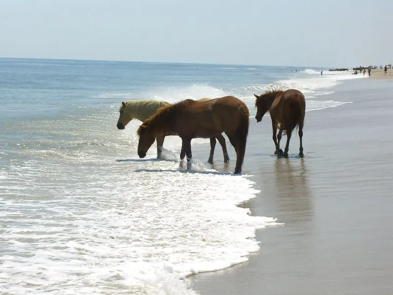 Wildlife & Natural Highlights