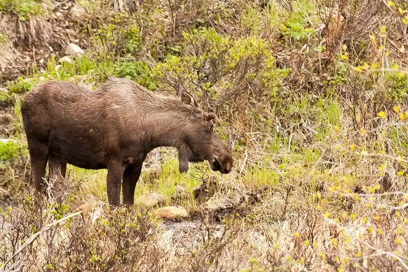 Moose in Anchorage