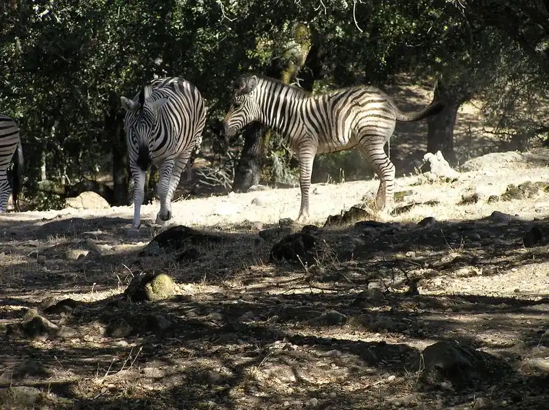 Safari West, California