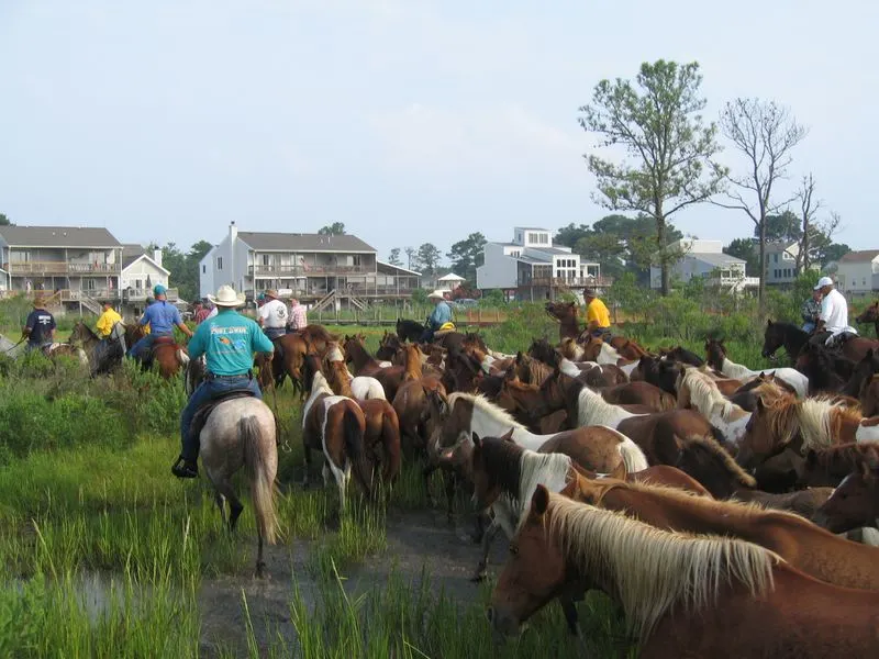Chincoteague, Virginia