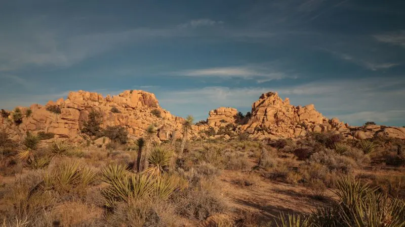 Joshua Tree