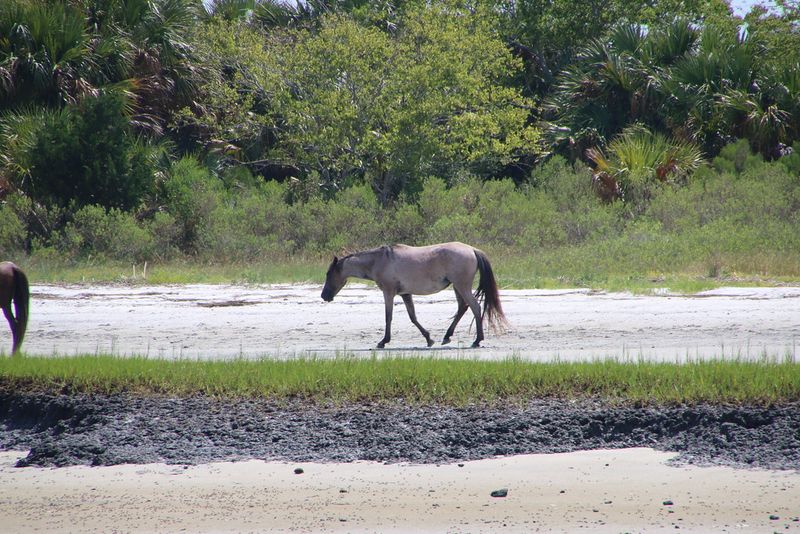 Cumberland Island, Georgia