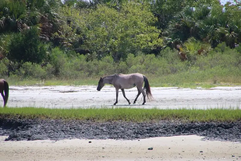 Cumberland Island, Georgia