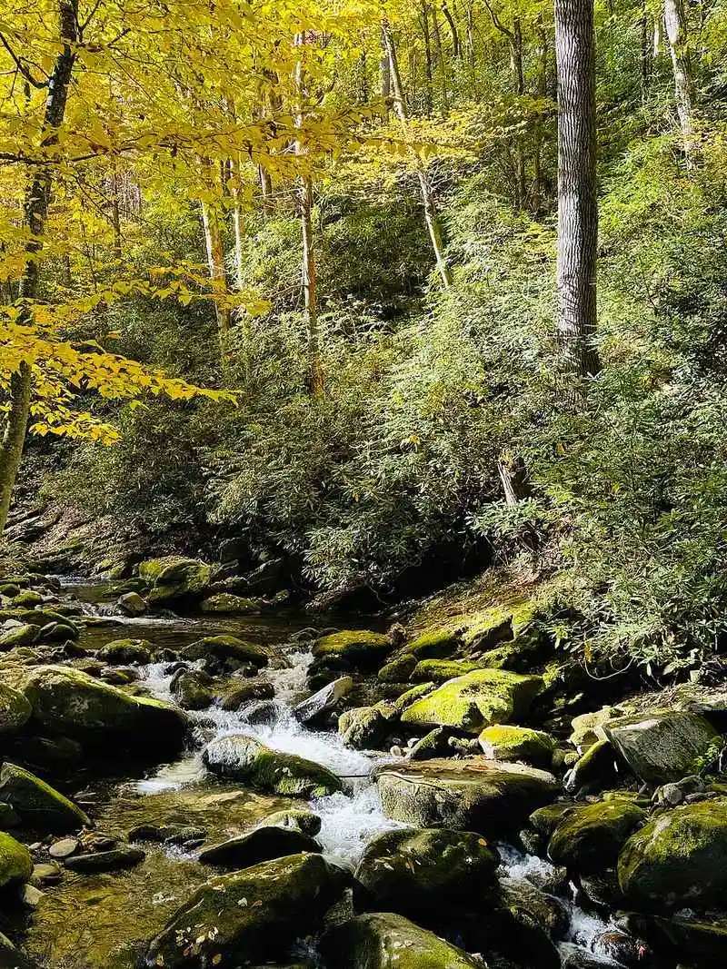 Roaring Fork Motor Nature Trail