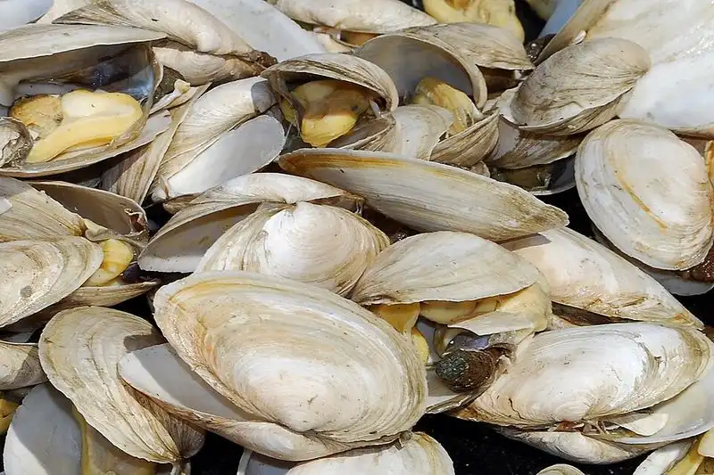 Steamers (Steamed Clams)